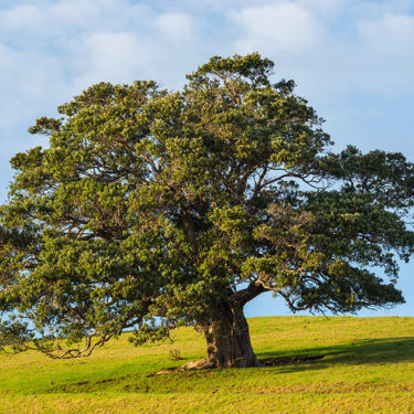 arbol